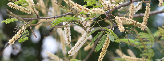 Acacia chundra