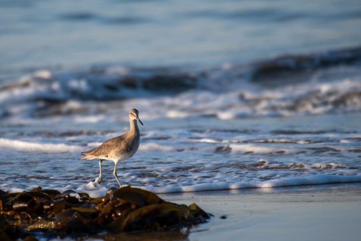 Seabird Watching from Mirissa