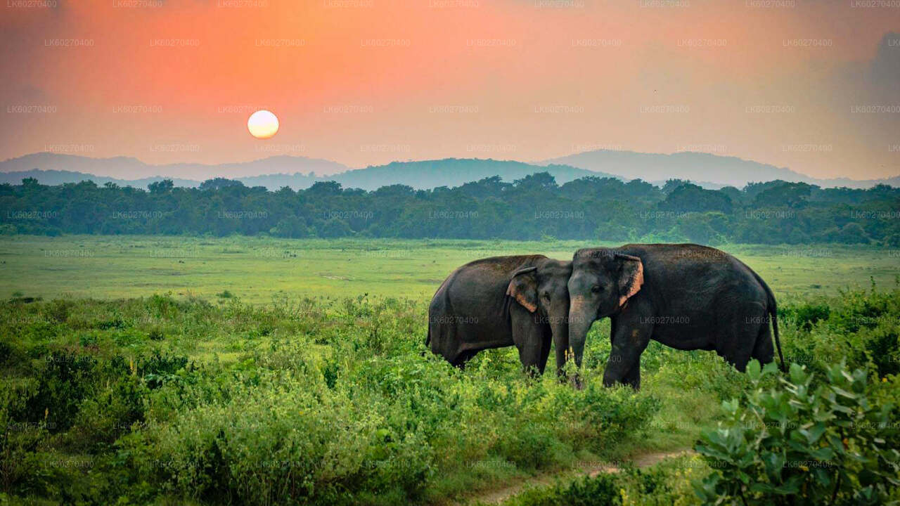 Safari from Dikwella