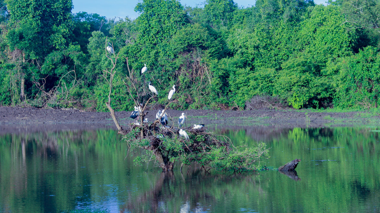 Safari from Wasgamuwa