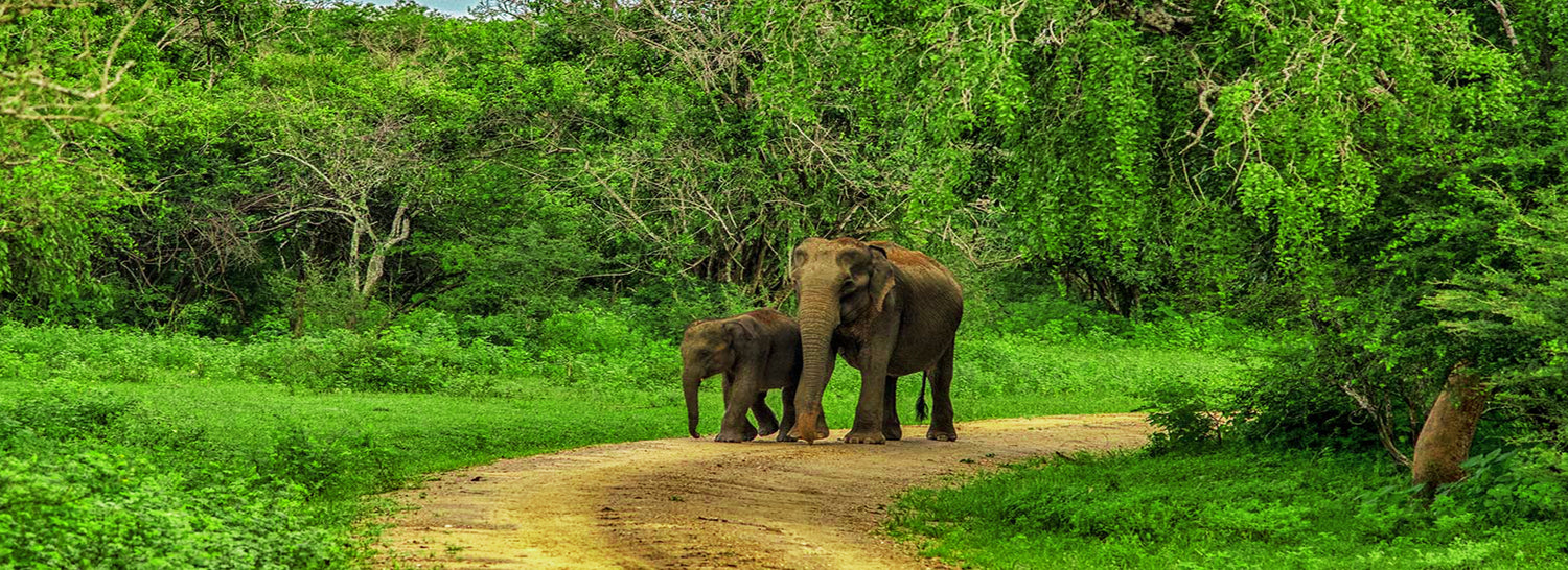 Safari from Lunugamvehera