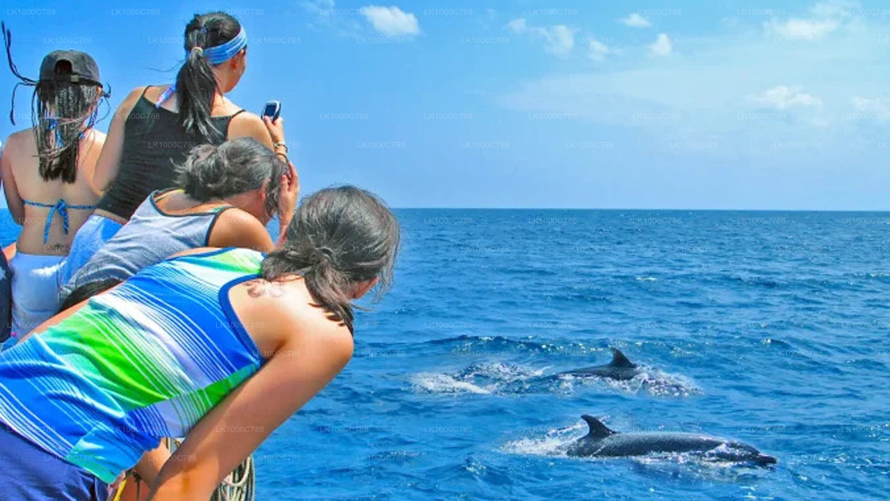 Dolphin Watching, Snorkeling, and Fishing Combined Tour at Trincomalee