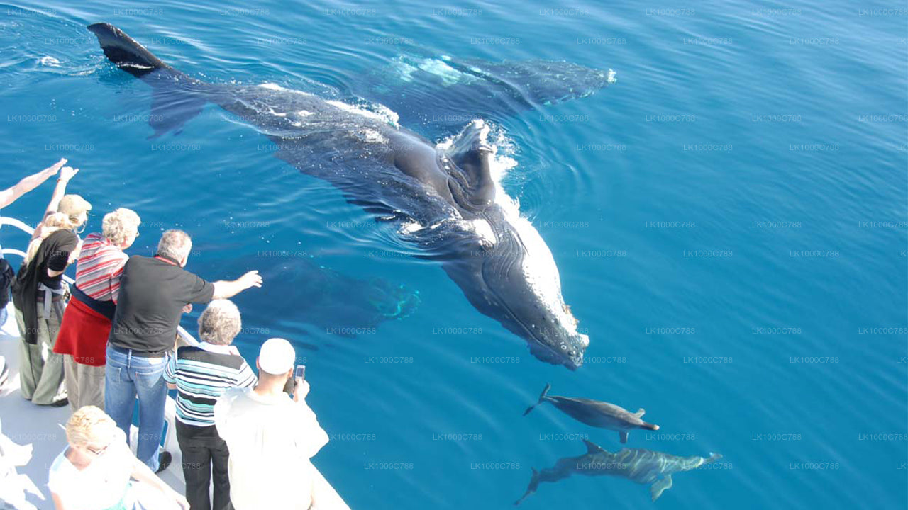 Dolphin Watching, Snorkeling, and Fishing Combined Tour at Trincomalee