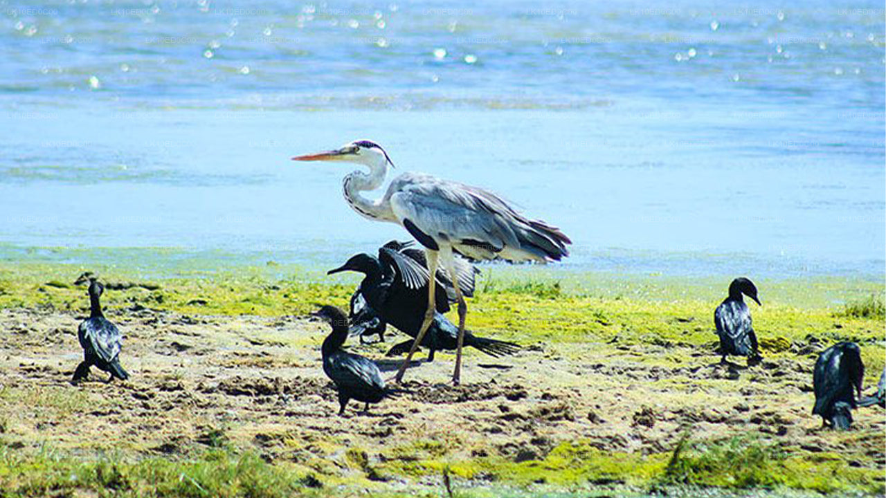 Wildlife Tour Covering Birds, Mammals and Whales (14 Days)