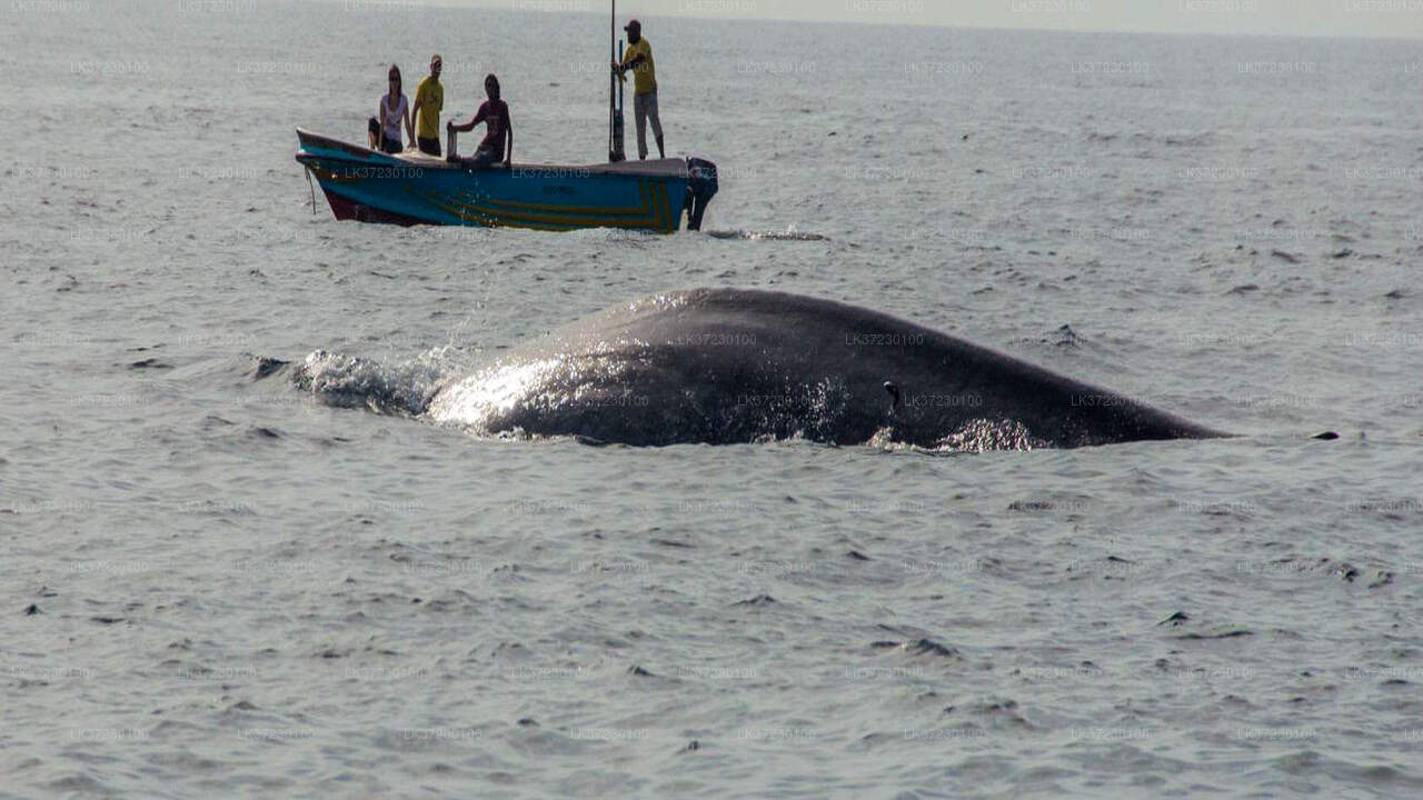 Whale Watching Boat Tour from Trincomalee Seaport