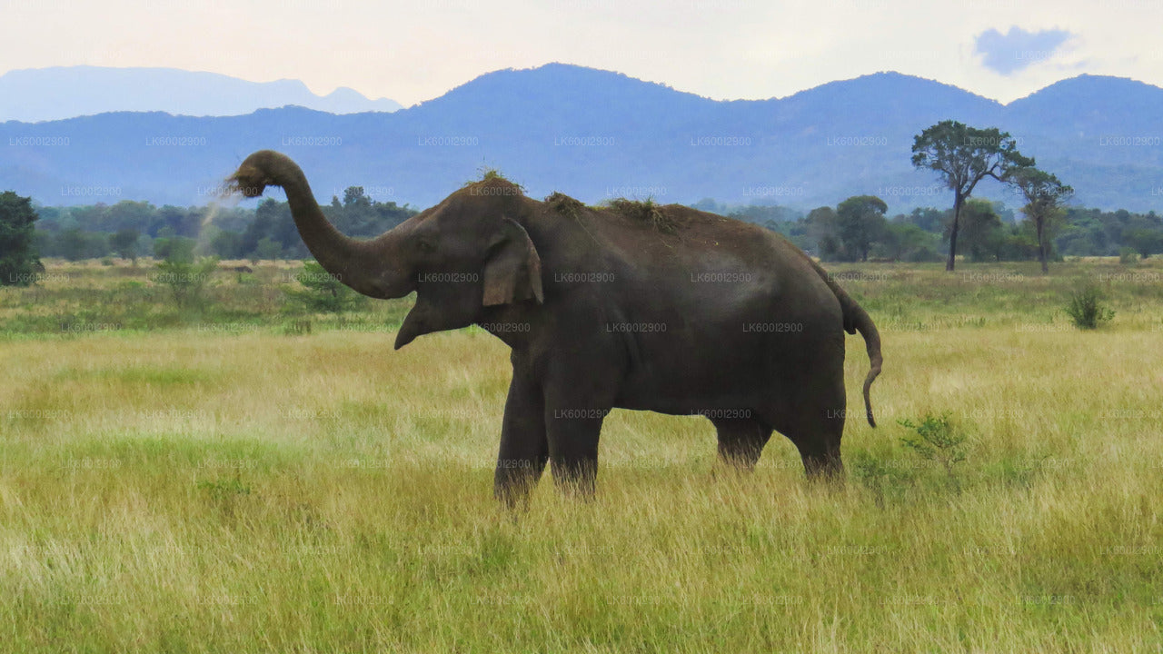 Wasgamuwa National Park Safari From Trincomalee