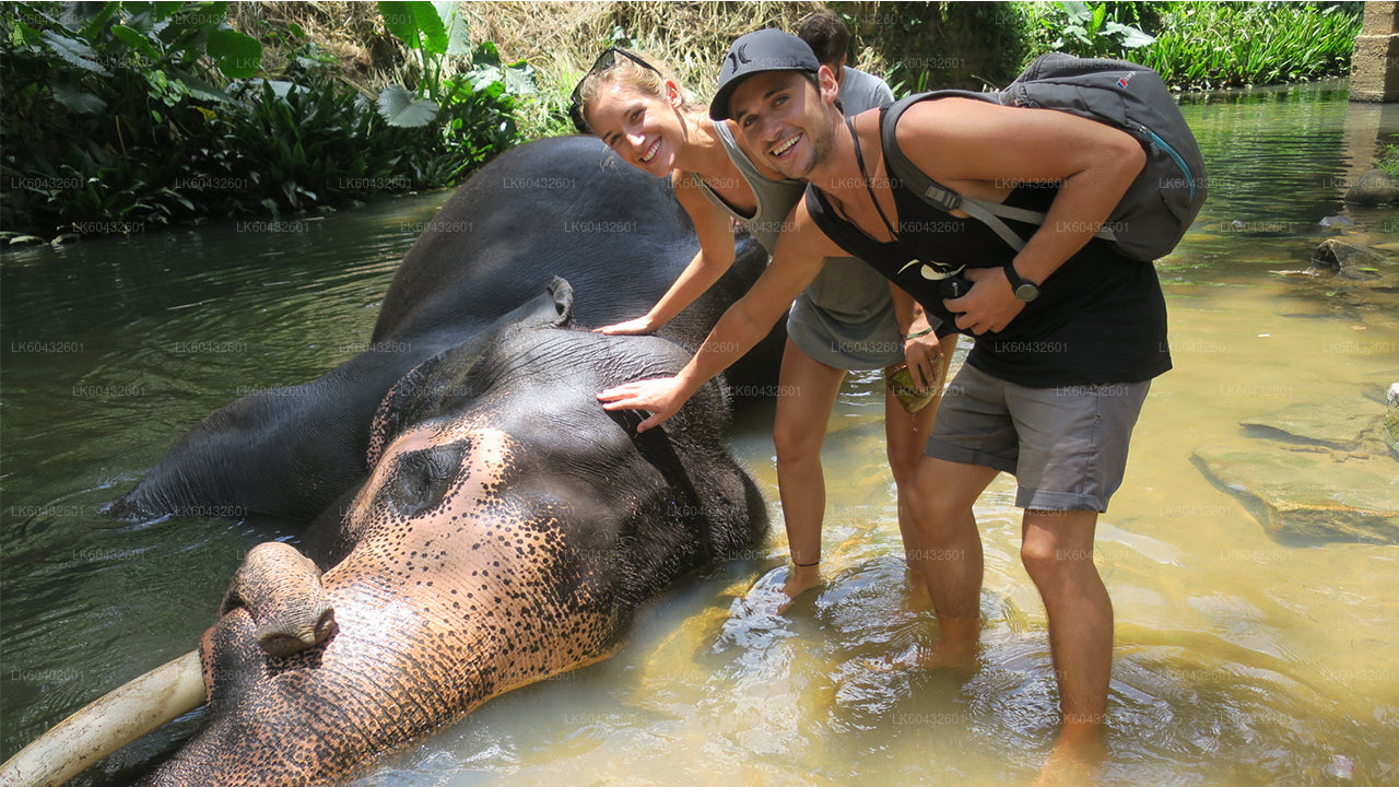 Pinnawala Millennium Elephant Foundation from Kandy