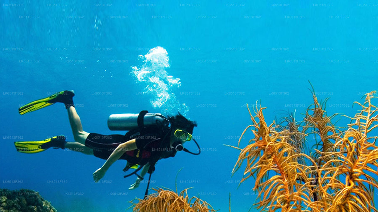 Discover Scuba Diving in Bentota