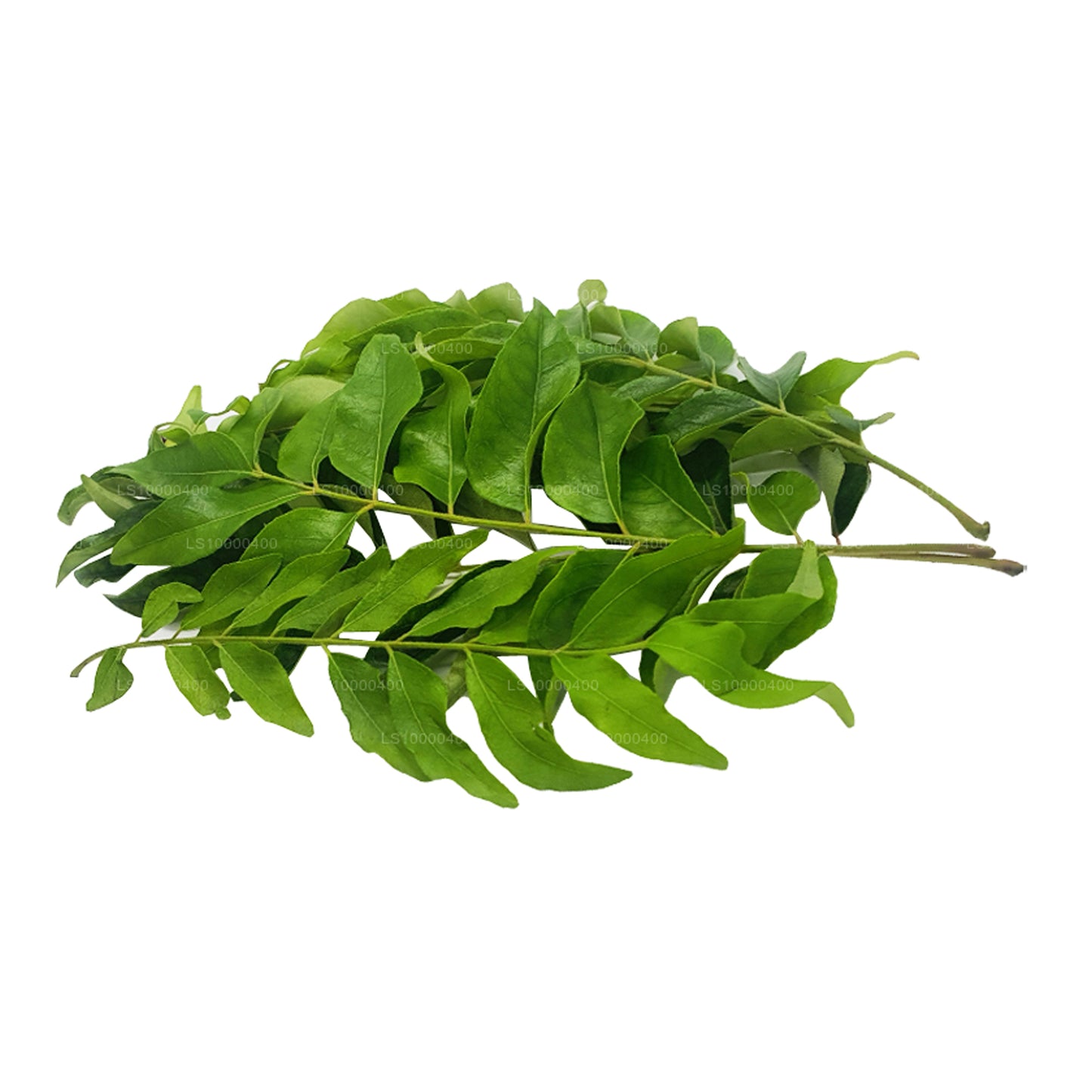 Lakpura Fresh Curry Leaves