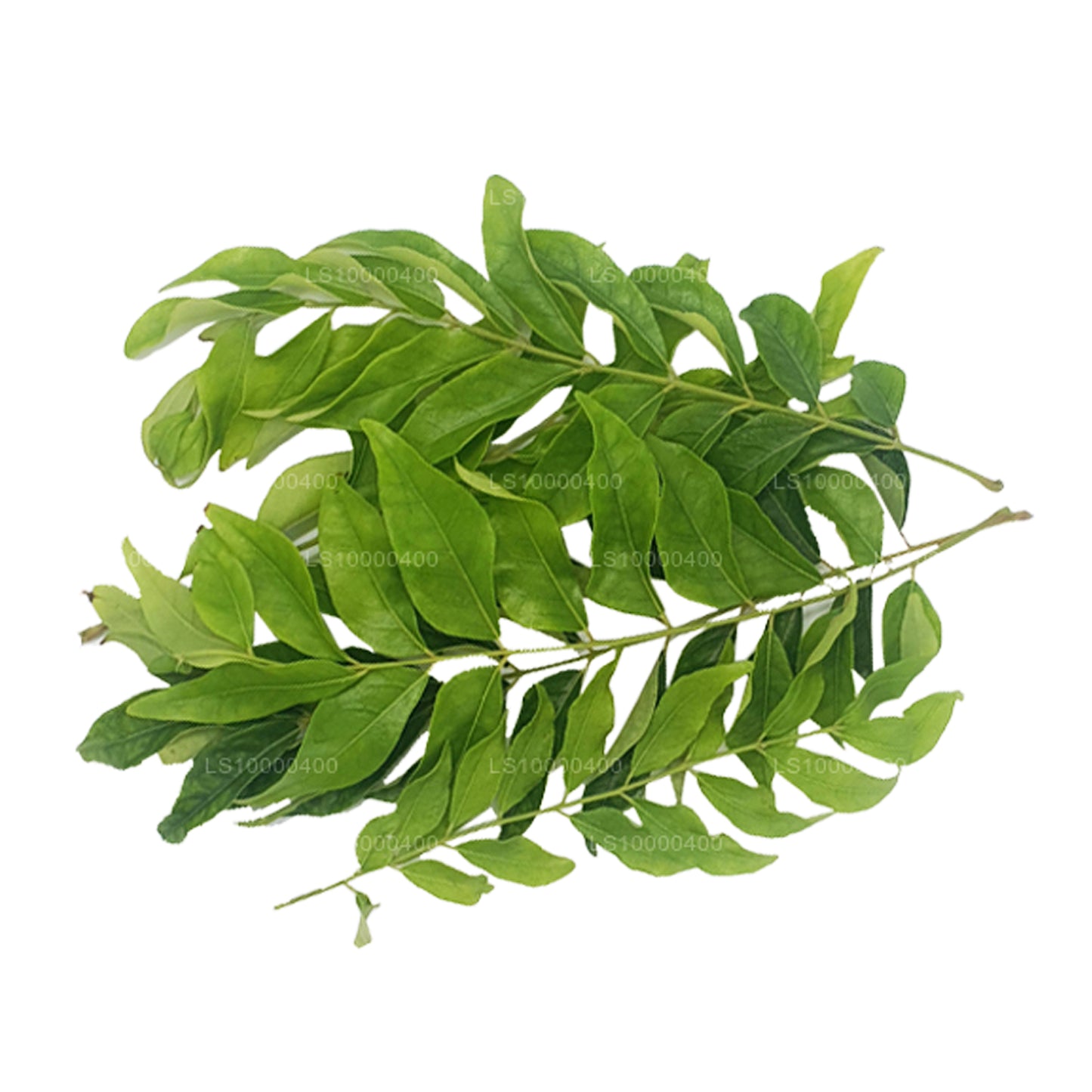 Lakpura Fresh Curry Leaves