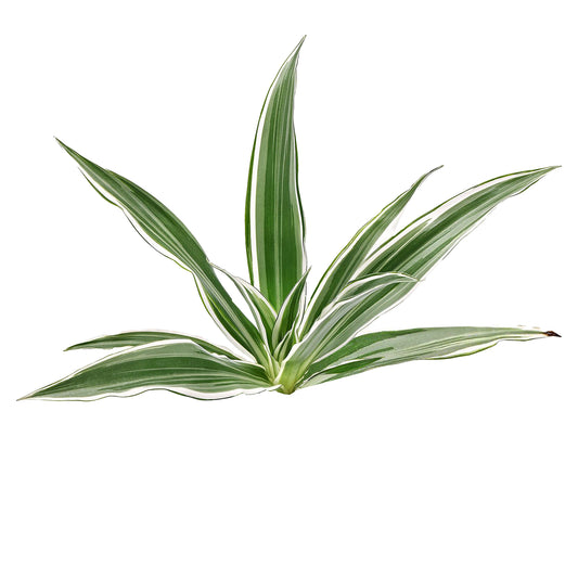 Lakpura Dracaena Sanderiana White (50 Leaves) Medium