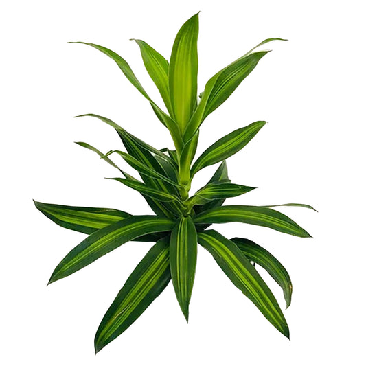 Lakpura Dracaena Reflexa 'Song of Jamaica' (50 Leaves) Medium