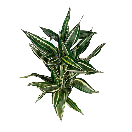 Lakpura Dracaena Sanderiana Victory (50 Leaves) Medium