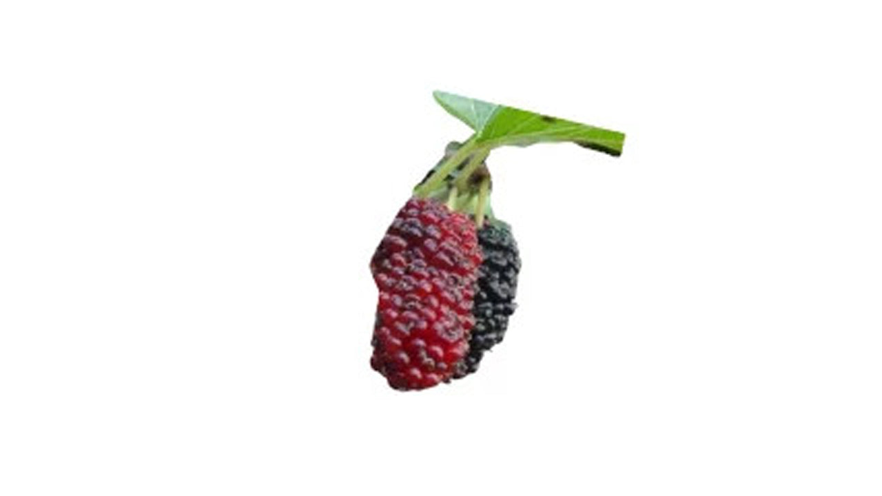 Ceylon Mulberry (දේශීය මල්බෙරි (ලේයර්) Fruit Plant