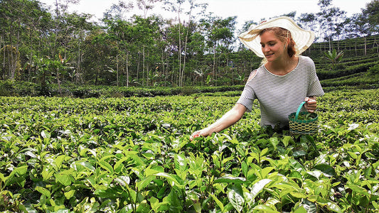 Nuwara Eliya from Colombo (2 Days)