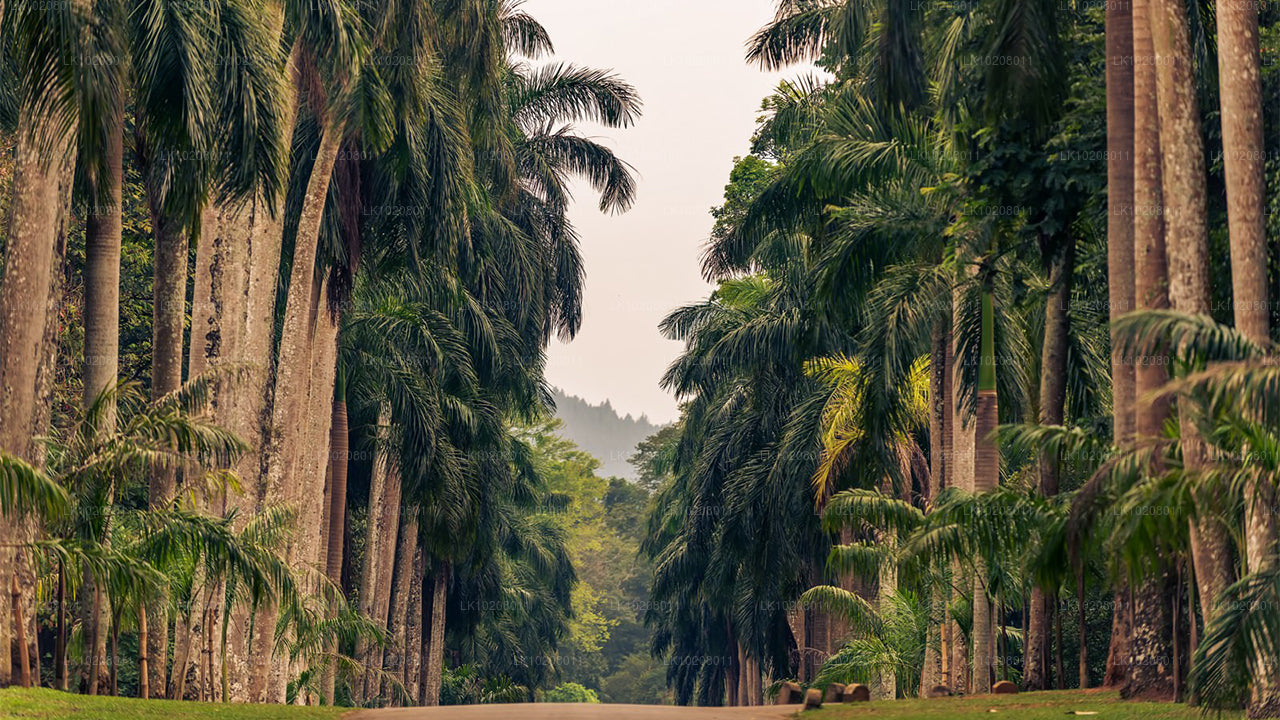 Culture of the Hills from Colombo (2 Days)