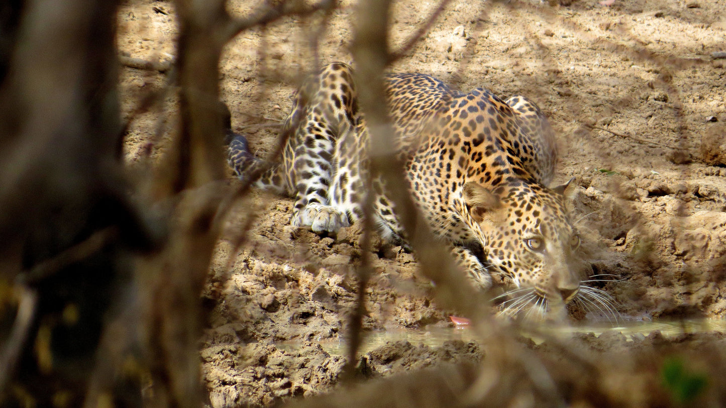 Wild Wonders and Sacred Spaces Tour from Hikkaduwa (2 Days)