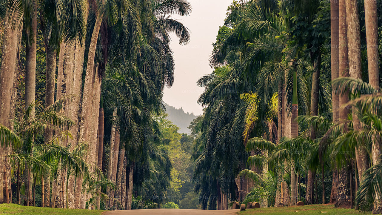 Culture of the Hills Tour from Galle (2 Days)