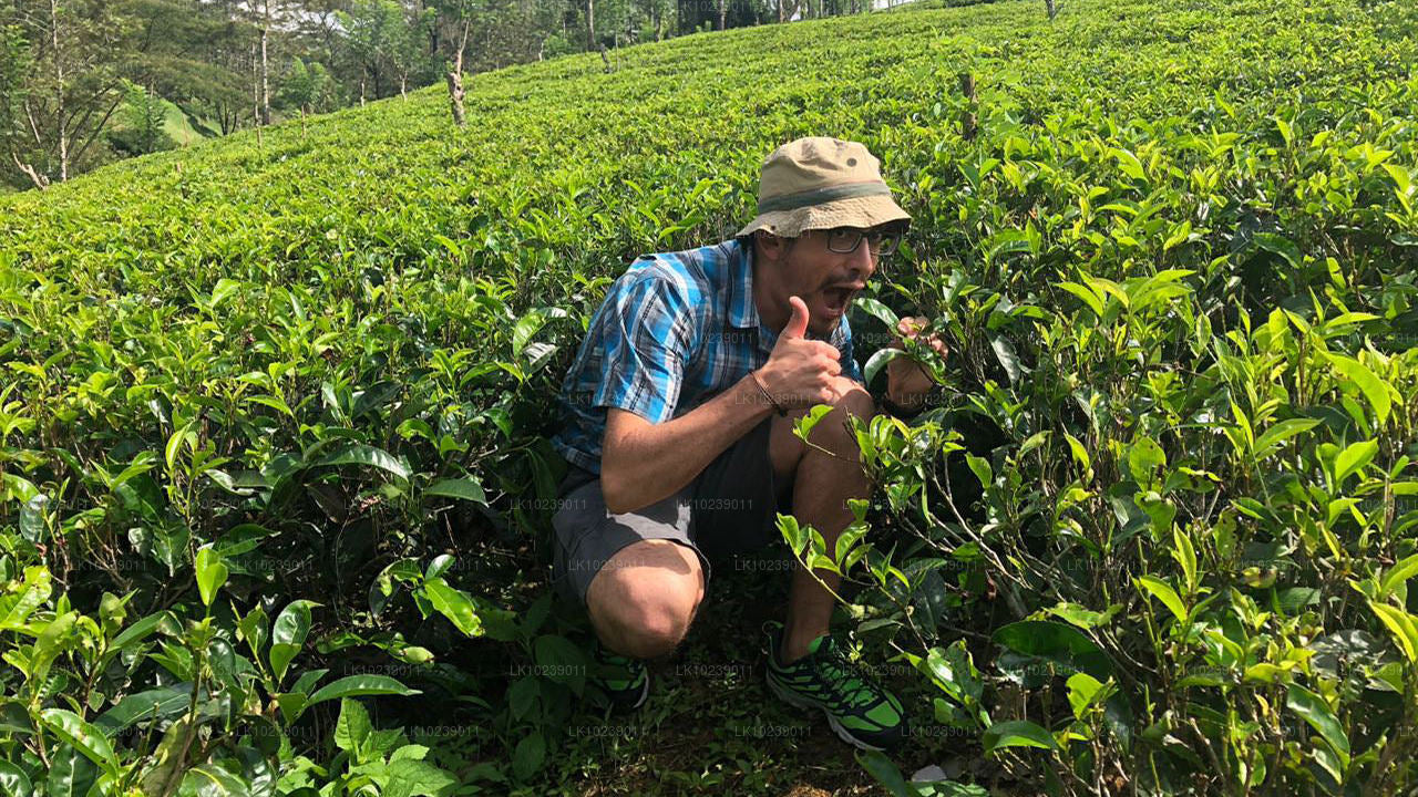 Misty Mountain Trails from Galle (2 Days)