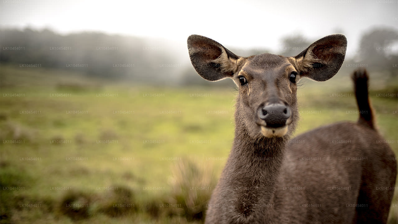 Horton Plains Adventure (4 Days)