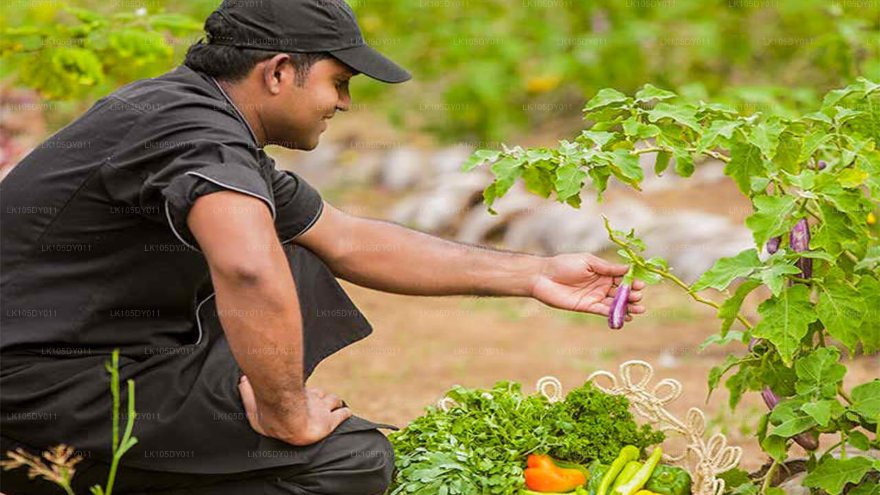 Agro Tour of Sri Lanka (5 Days)