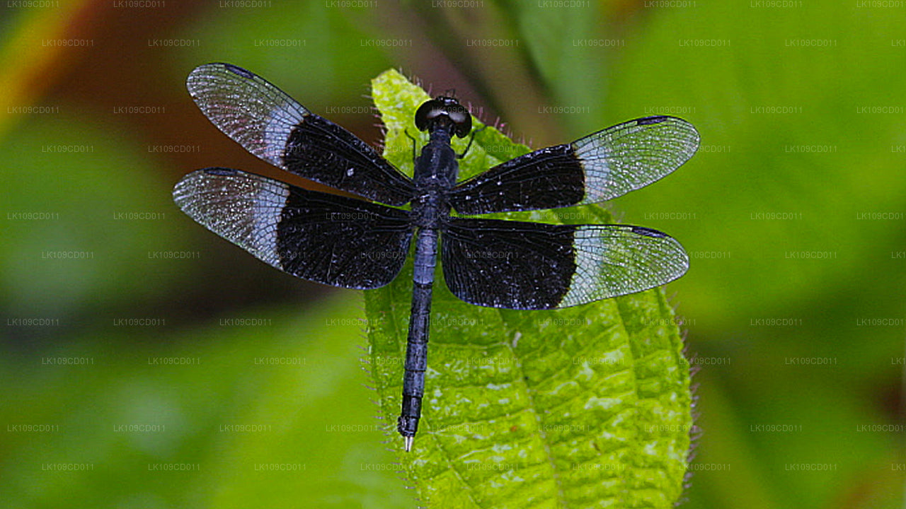 Dragonfly and butterfly watching Tour (9 Days)