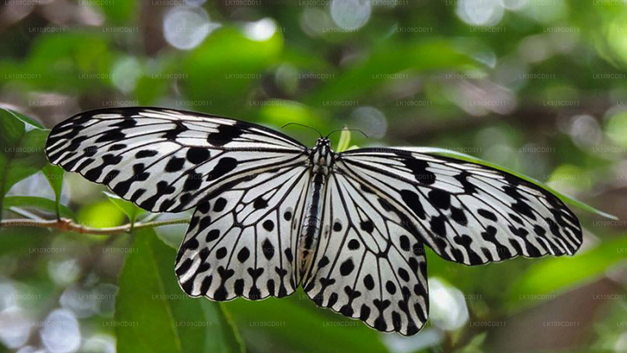 Dragonfly and butterfly watching Tour (9 Days)