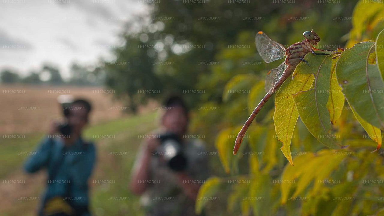 Dragonfly and butterfly watching Tour (9 Days)