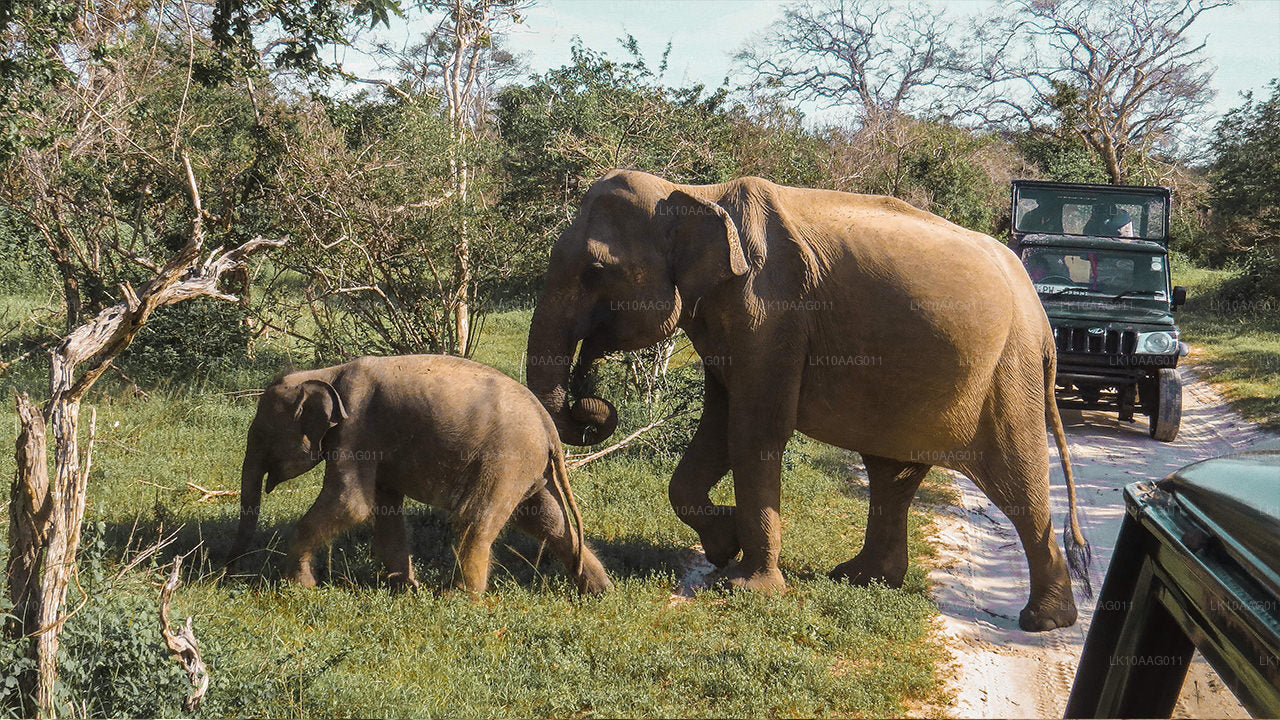 Wildlife of Sri Lanka (10 Days)