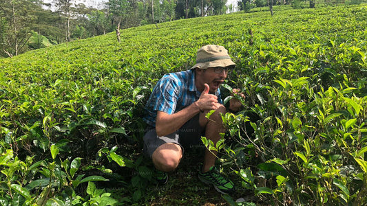 Ceylon Tea Tour (10 Days)