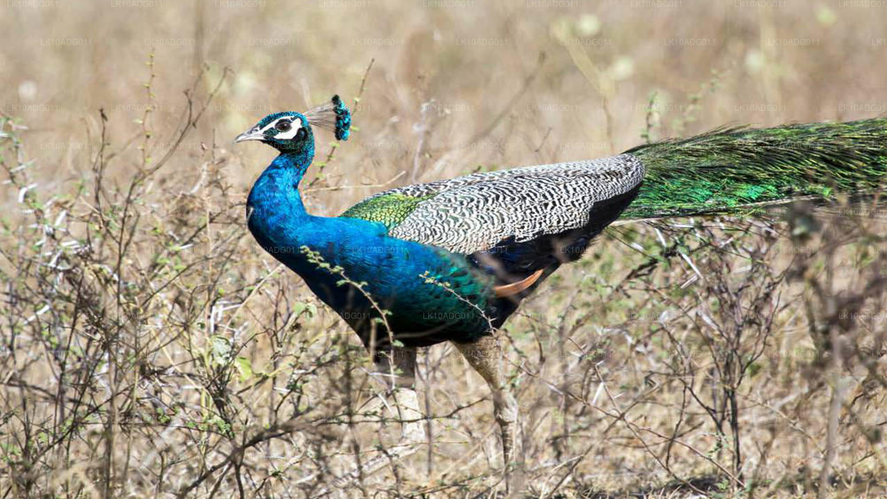 Birdwatching and Wildlife Tour (10 Days)