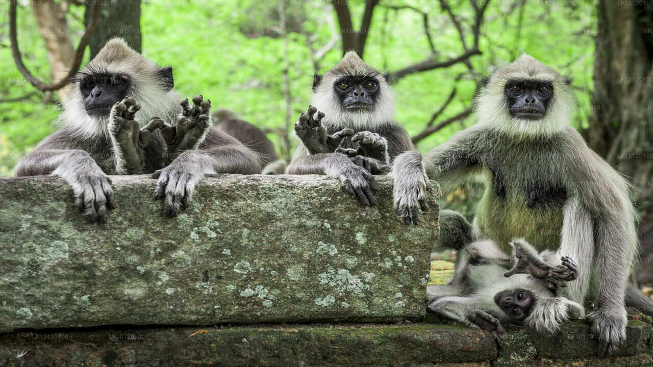 Explore the Monkey Kingdom from Polonnaruwa