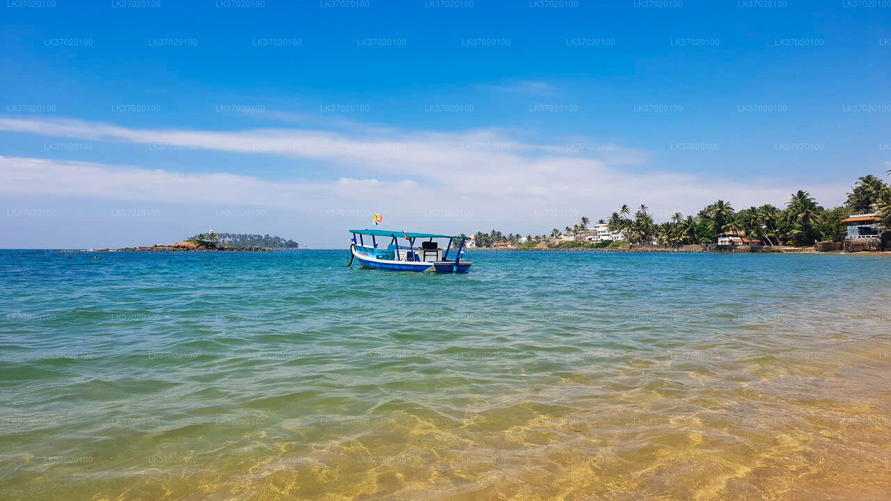 Whale Watching Boat Tour from Ahungalla