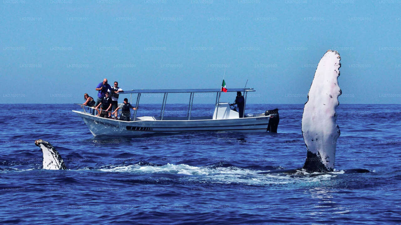 Whale Watching Boat Tour from Ahungalla