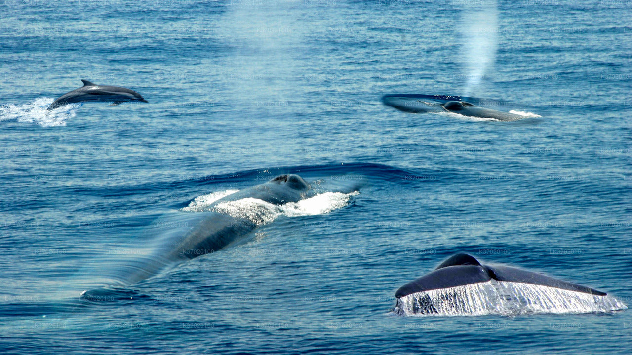 Whale Watching Boat Tour from Ahungalla