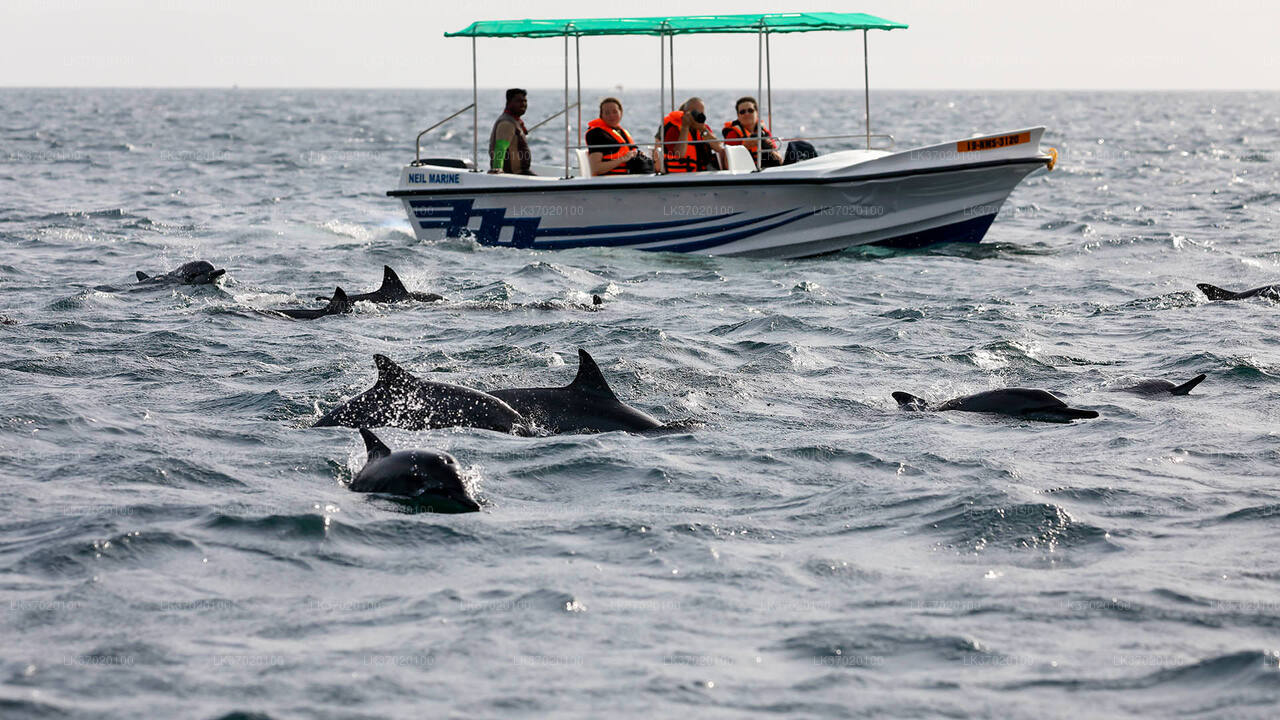 Whale Watching Boat Tour from Ahungalla