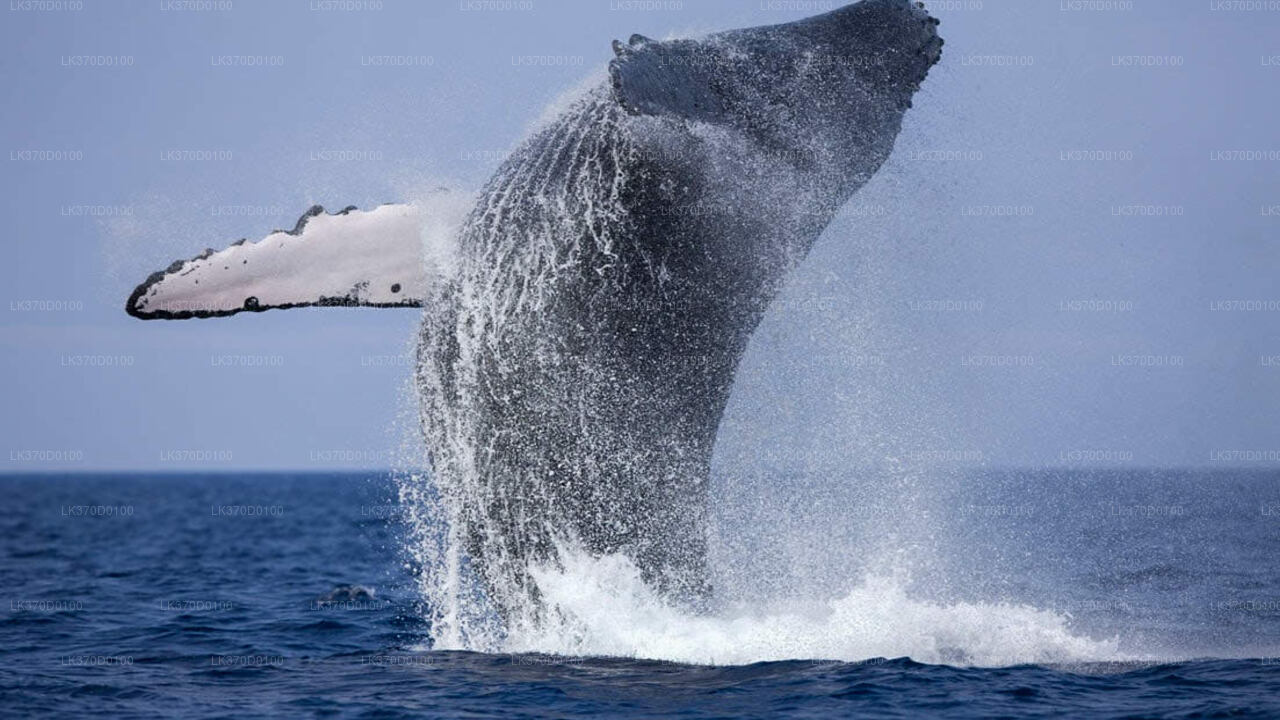 Whale Watching Shared Boat Tour from Bentota