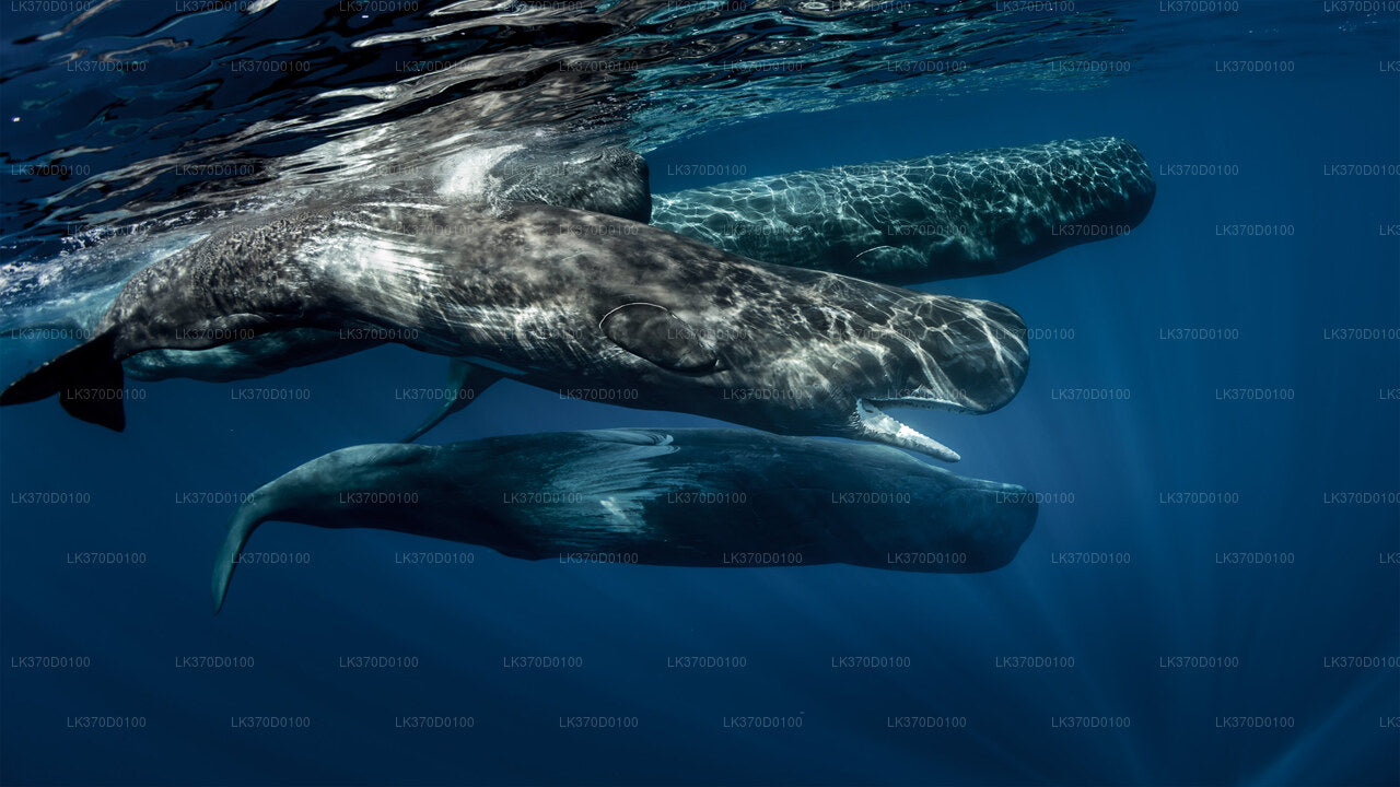 Whale Watching Shared Boat Tour from Bentota