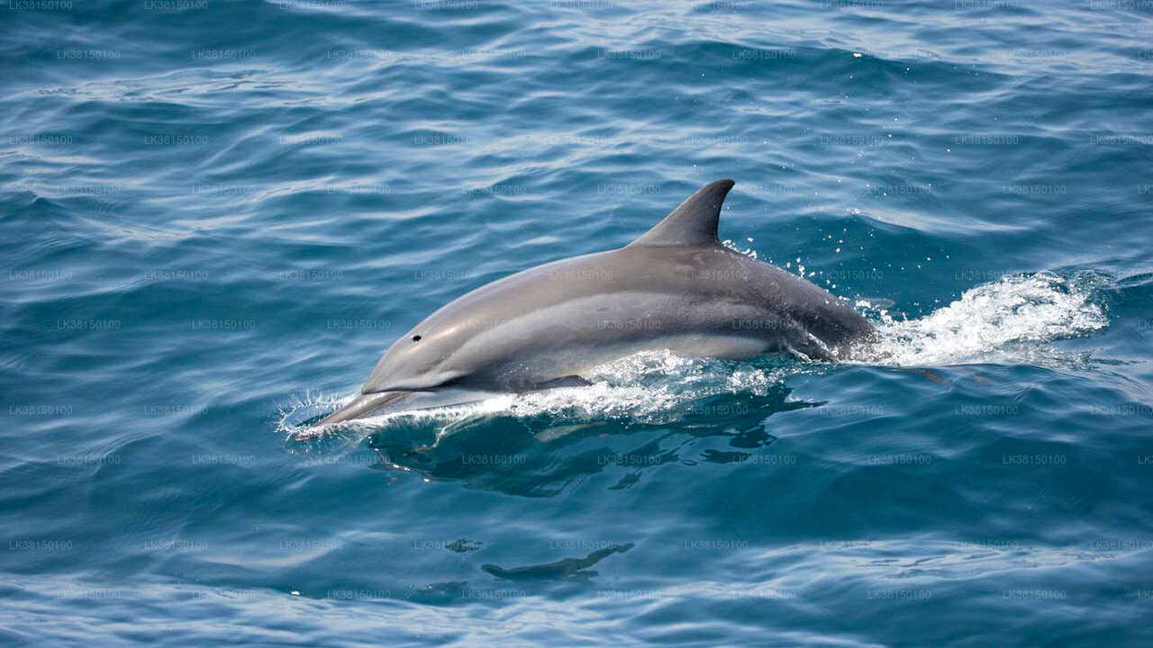 Dolphin Watching Boat Tour from Kalpitiya