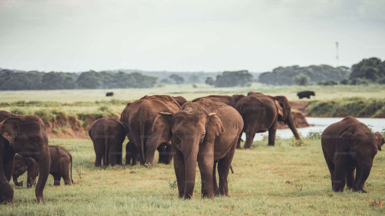 Wild Elephant Safari in Minneriya National Park