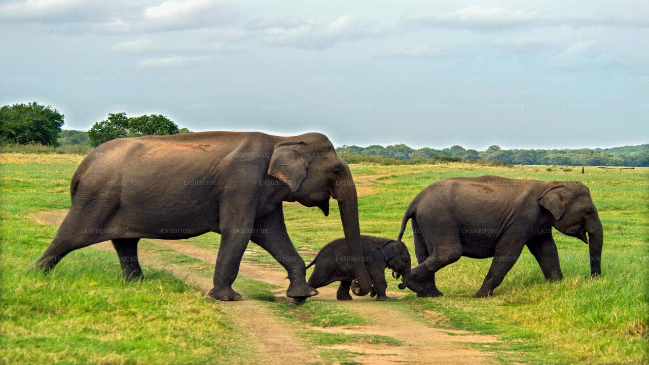 Wild Elephant Safari in Minneriya National Park