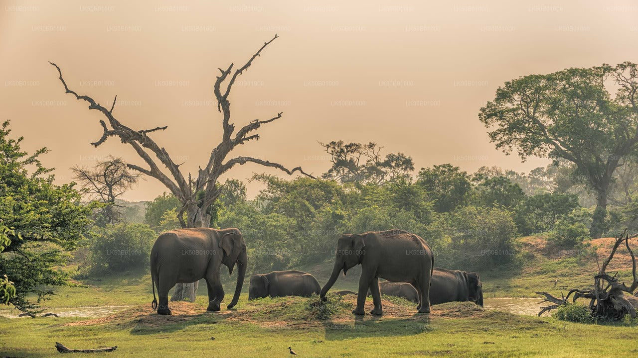 Minneriya National Park Private Safari