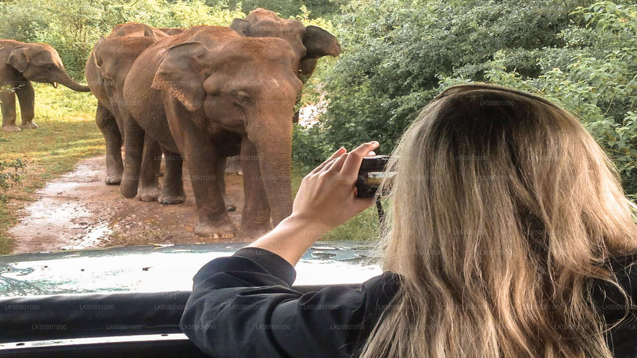 Wild Elephant Safari in Minneriya National Park