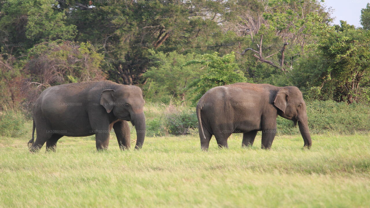 Wild Elephant Safari in Minneriya National Park