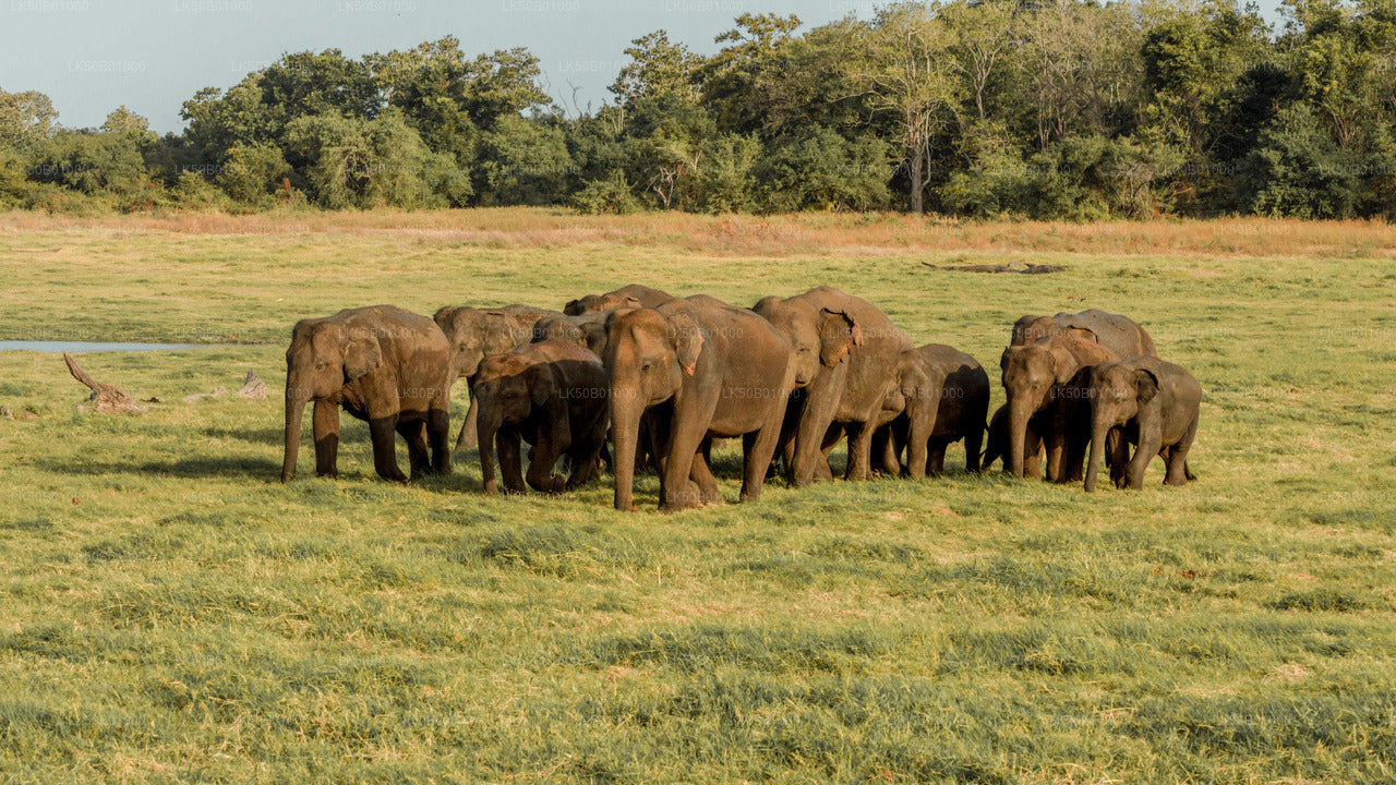 Wild Elephant Safari in Minneriya National Park