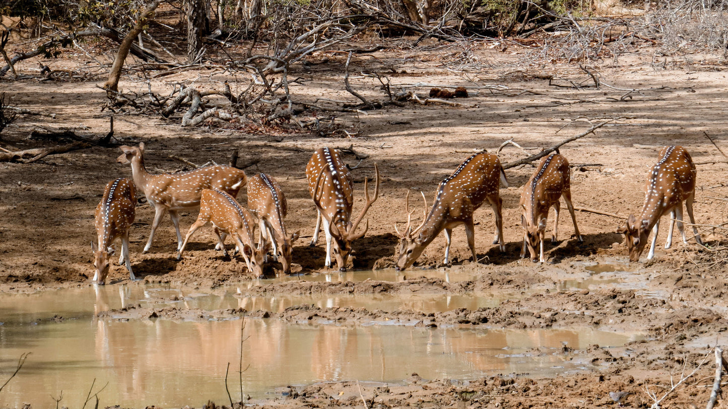 Yala National Park Private Safari