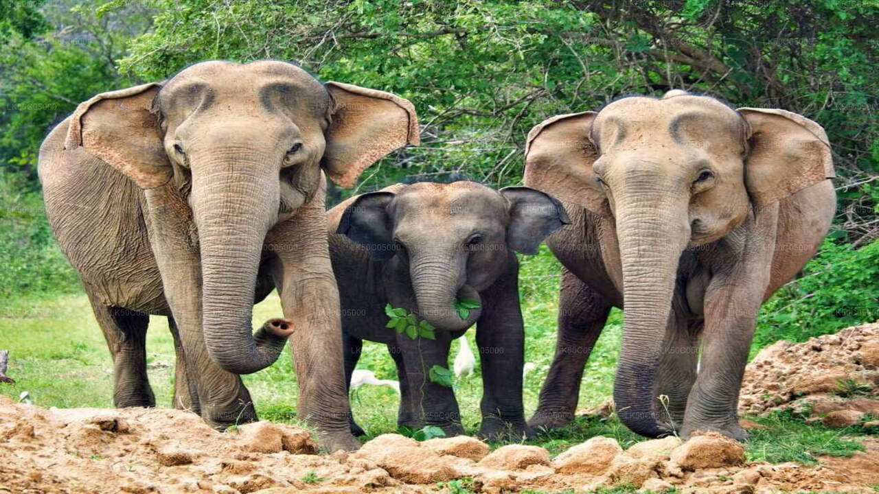 Yala National Park Safari from Tissamaharama