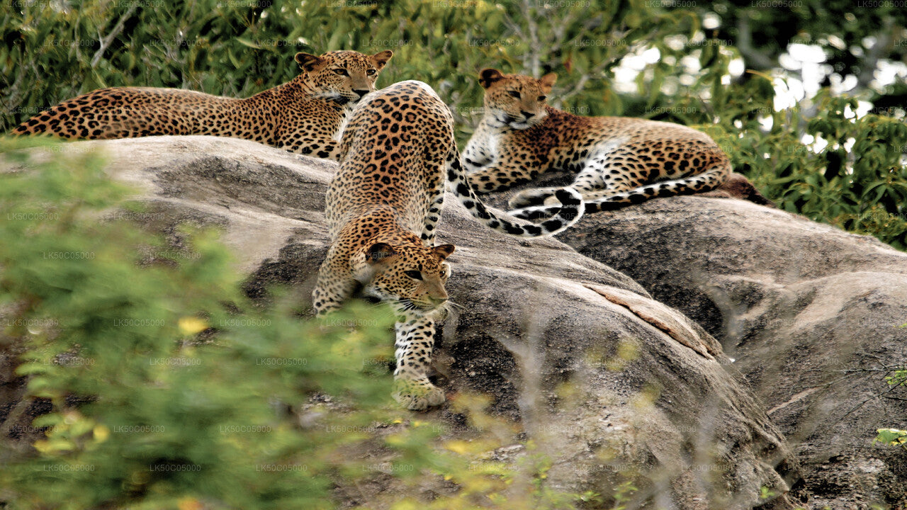 Yala National Park Safari from Tissamaharama