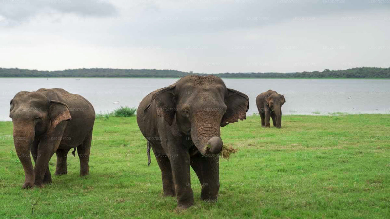 Kaudulla National Park Private Safari from Polonnaruwa