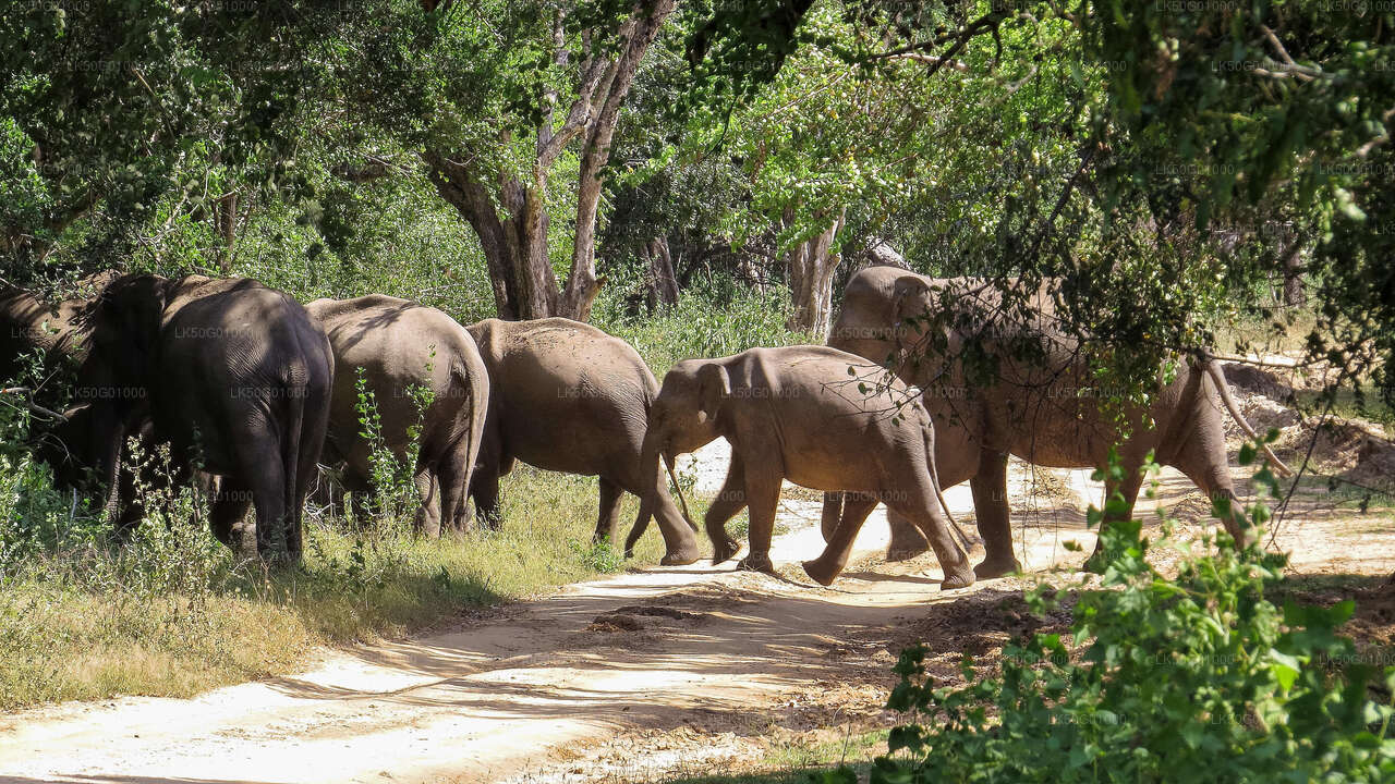 Kumana National Park Private Safari